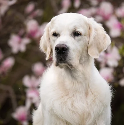 Zlatý retriever štěnata s PP
