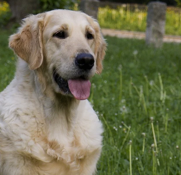 Zlatý retriever štěnata s PP