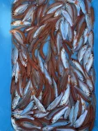 Okrasné jezirkové ryby