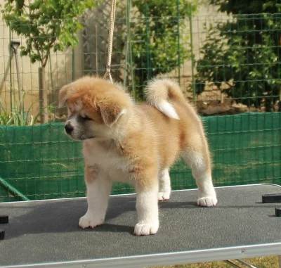 Akita inu štěně