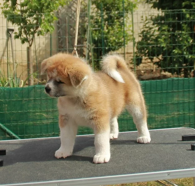 Akita inu štěně