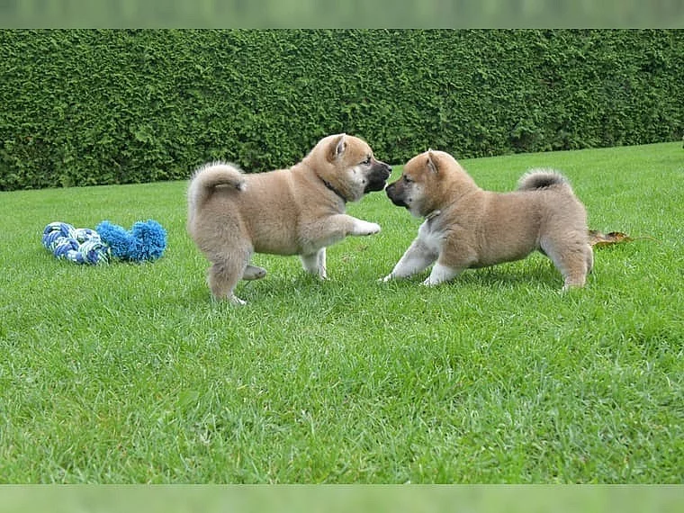 Shiba inu štěňata