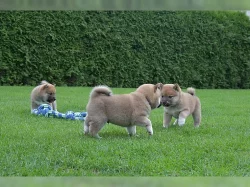 Shiba inu štěňata