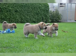 Shiba inu štěňata