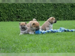 Shiba inu štěňata