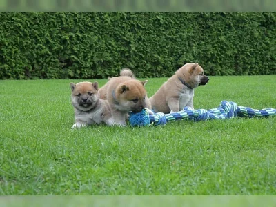 Shiba inu štěňata