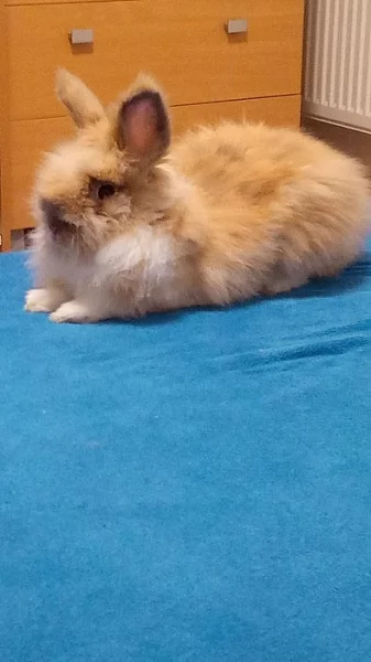 Zakrslý králíček