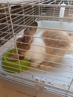 Zakrslý králíček