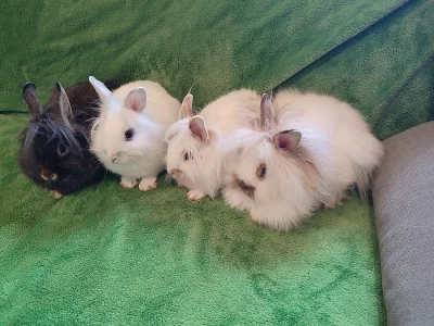 Miminka zakrslého králíčka Lvíčka