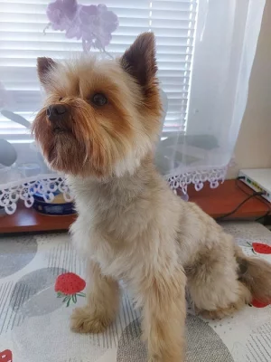 Choco Yorkshire Terrier
