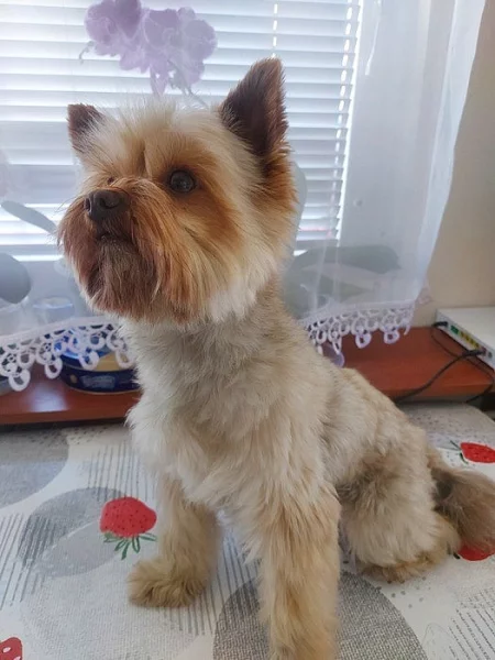 Choco Yorkshire Terrier