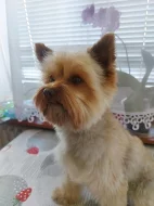 Choco Yorkshire Terrier