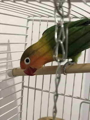 Agapornis prodam z kletci