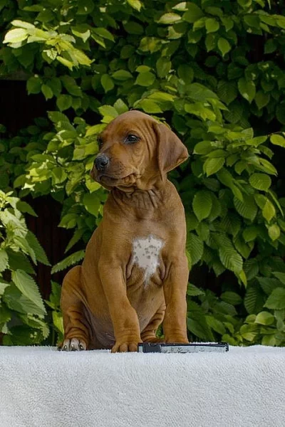 Rhodéský ridgeback - štěně s PP