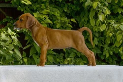 Rhodéský ridgeback - štěně s PP
