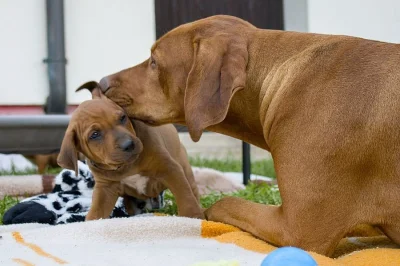 Rhodéský ridgeback - štěně s PP