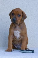 Rhodéský ridgeback - štěně s PP