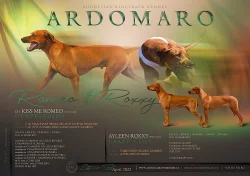 Rhodéský ridgeback - štěně s PP