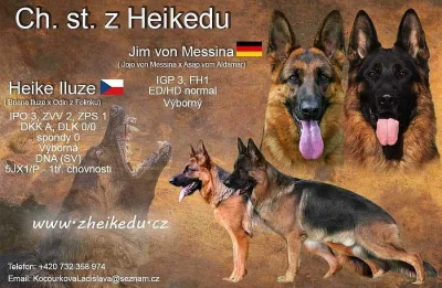 Německý ovčák - štěňata s PP