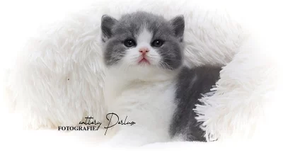 Britský kocourek Indy Berkeley May