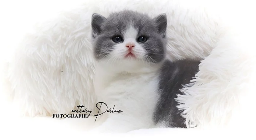 Britský kocourek Indy Berkeley May