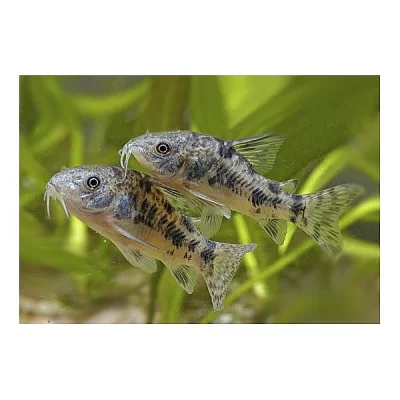 Corydoras paleatus