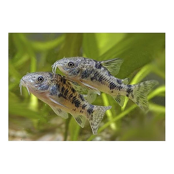 Corydoras paleatus