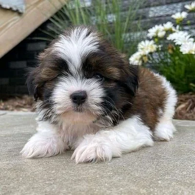Rozkošná štěňátka Shih Tzu k adopci