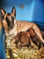 Belgický ovčák malinois s PP