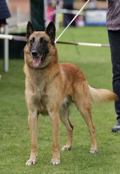 Belgický ovčák malinois s PP