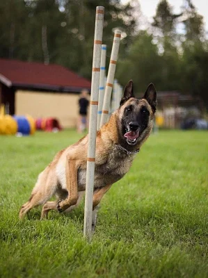 Belgický ovčák malinois s PP