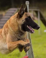 Belgický ovčák malinois s PP