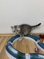 Kotě skotské klapouchy