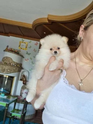 Německý špic. Mini pomeranian s P