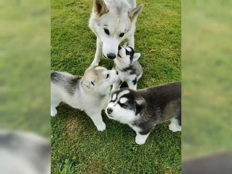 Sibiřská husky štěňátka bez PP