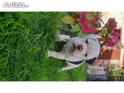 Nabízíme štěně Akita inu