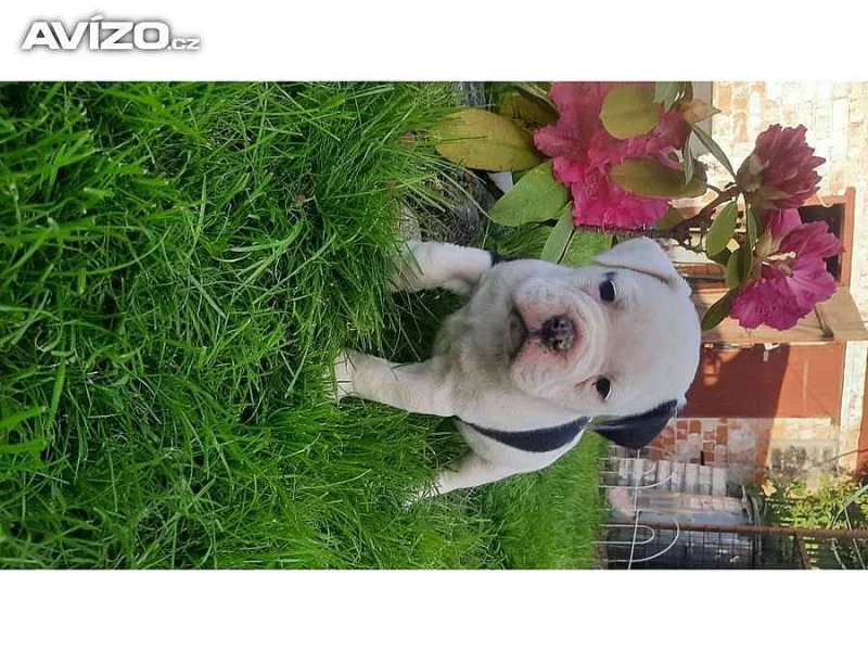 Nabízíme štěně Akita inu