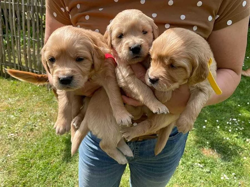 Zlatý retrívr - zlatý retríver - golden retriever