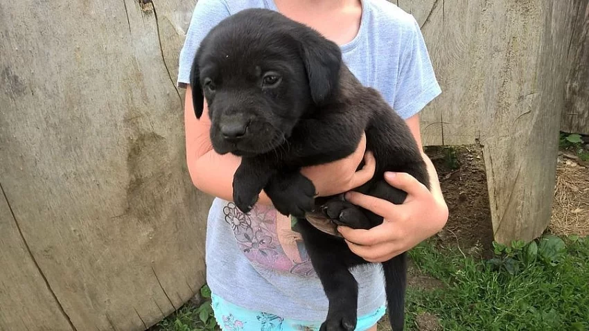 Labrador, Labradorský retrívr
