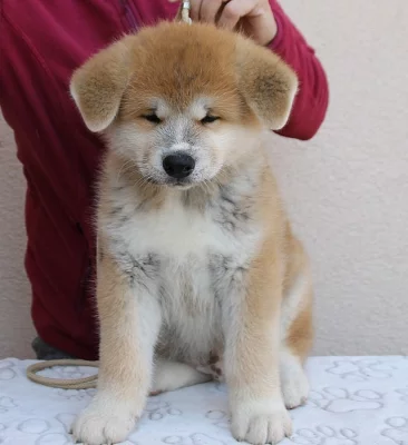 Akita inu štěně