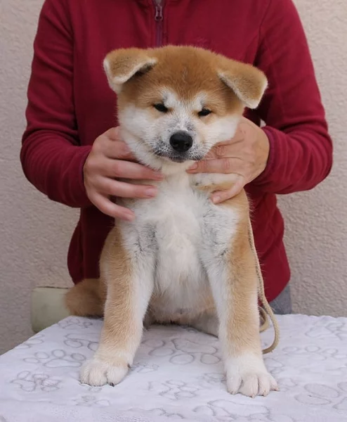 Akita štěně