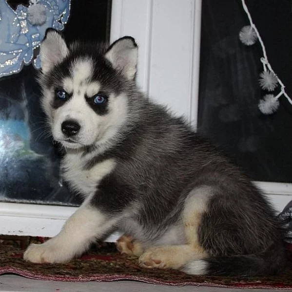 Doma vycvičená štěňata sibiřského husky