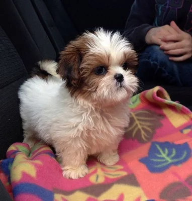 Dobře vypadající štěňata Shih Tzu
