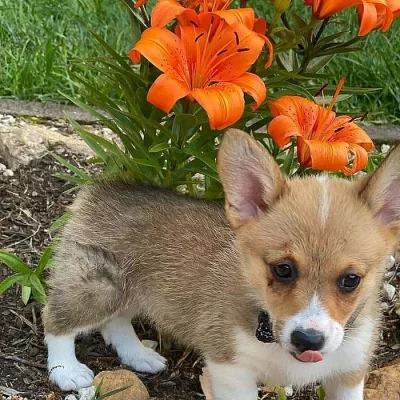 Sladká štěňata Welsh Pembroke Corgi