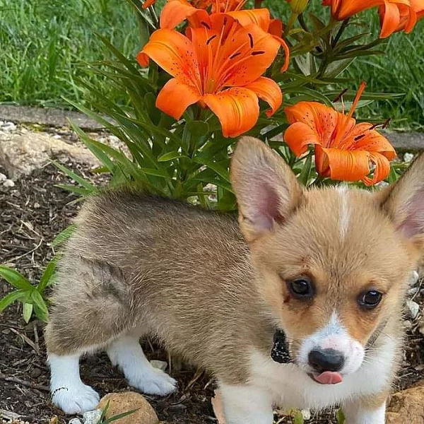 Sladká štěňata Welsh Pembroke Corgi