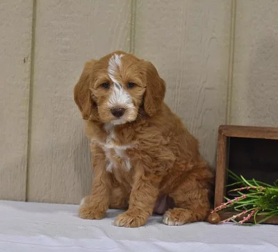 Vynikající dvě štěňata Labradoodle