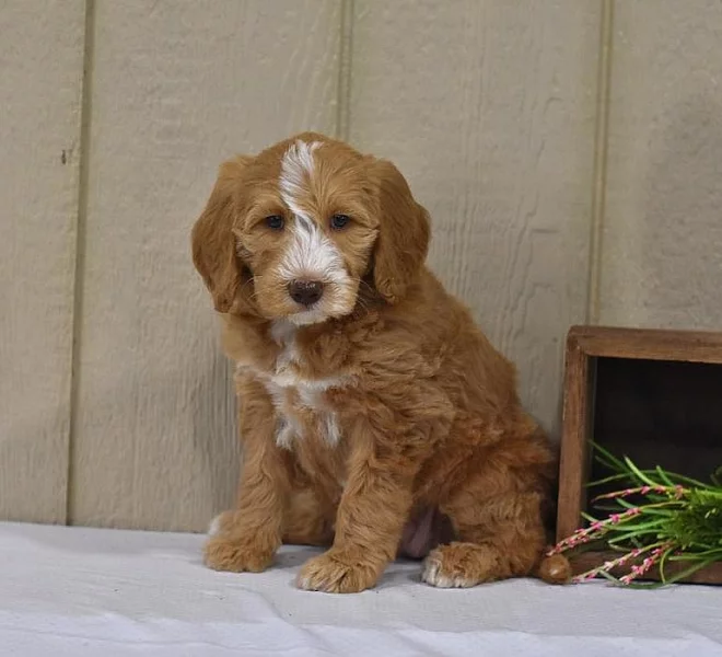 Vynikající dvě štěňata Labradoodle