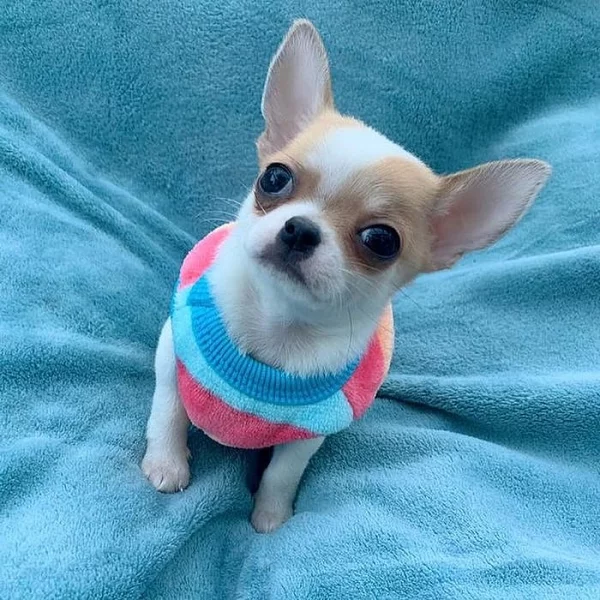 Krásná dvě štěňata čivavy