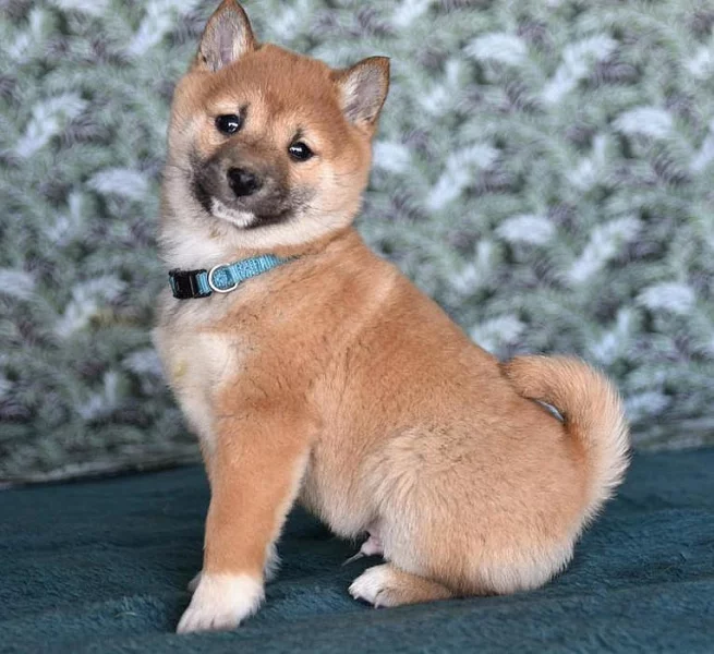 Okouzlující štěňata Shiba Inu na prodej