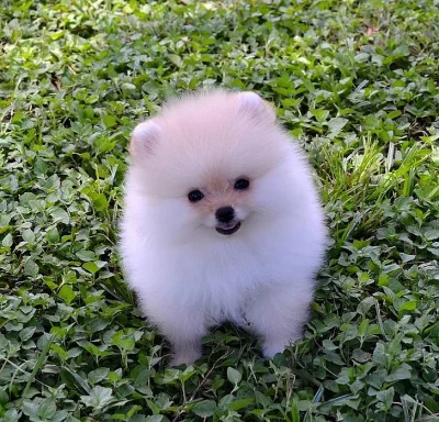 Milující štěňata Pomeranian Teacup